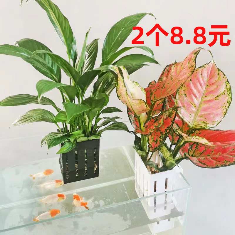 鱼缸水培植物支架定植篮固定水草杯造景绿植壁挂水生种绿萝红薯苗