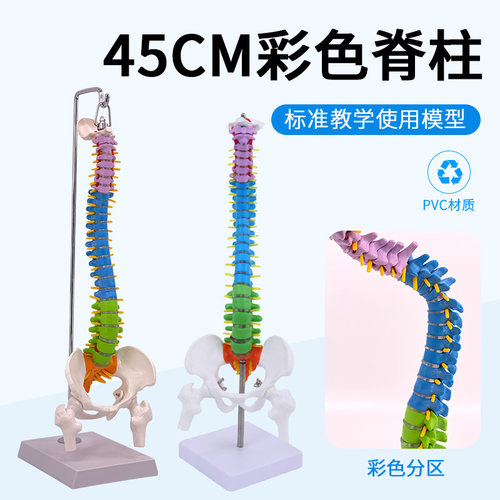 45CM彩色人体脊椎模型带骨盆股骨尾骨脊柱骨骼腰椎颈椎正骨模型-封面