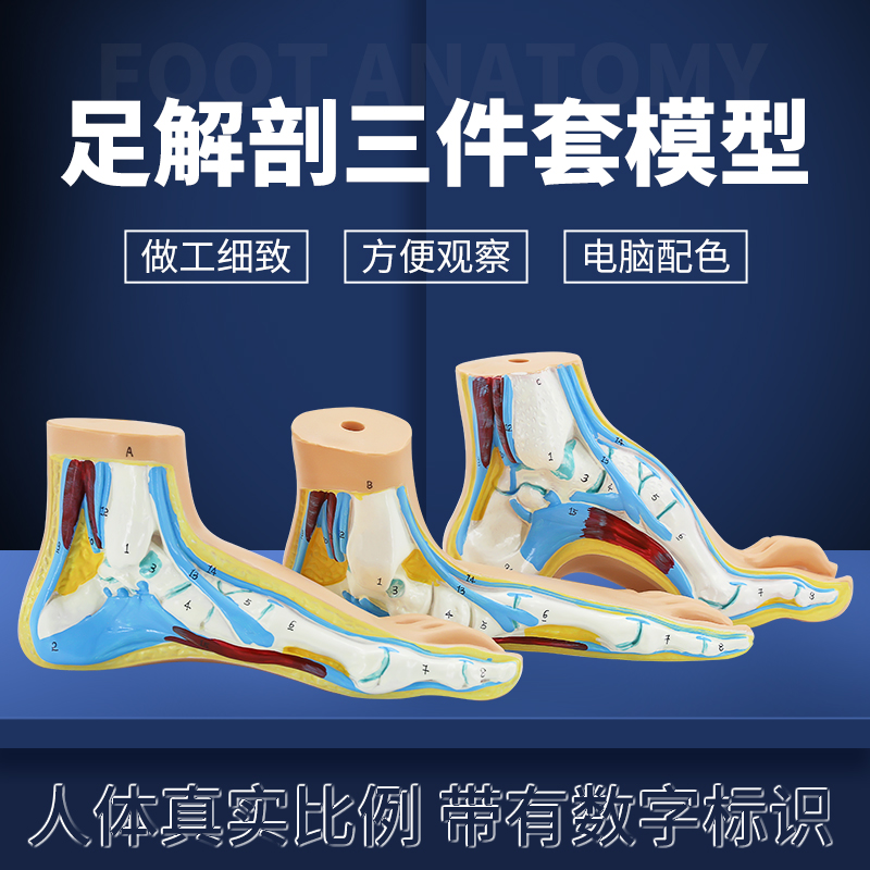 蓝蝶模型扁平足人体足解剖教学
