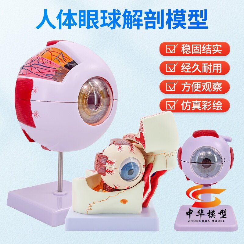 蓝蝶模型人体眼球解剖教具