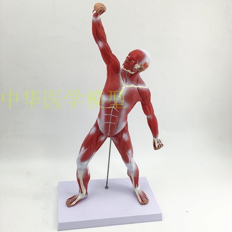 人体全身肌肉解剖模型人体浅层肌肉解剖肌肉人模型人体肌肉躯干