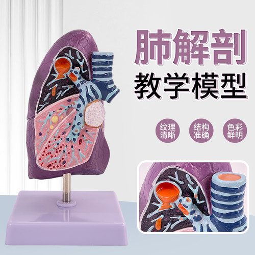 蓝蝶模型呼吸系统病理肺教学