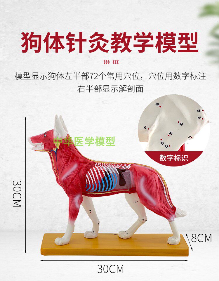 正品针灸模型动物解剖腧穴