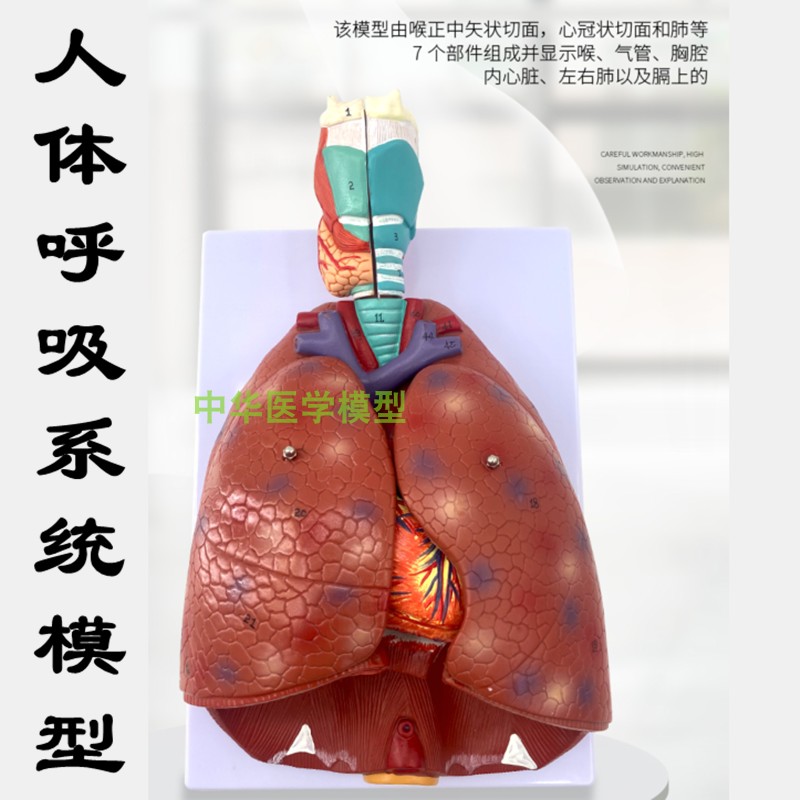 医学教学人体喉心肺模型耳鼻喉科可拆卸心脏呼吸系统器官解剖教具