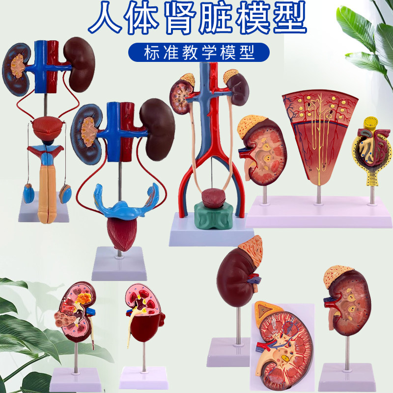 蓝蝶模型人体泌尿系统解剖教学