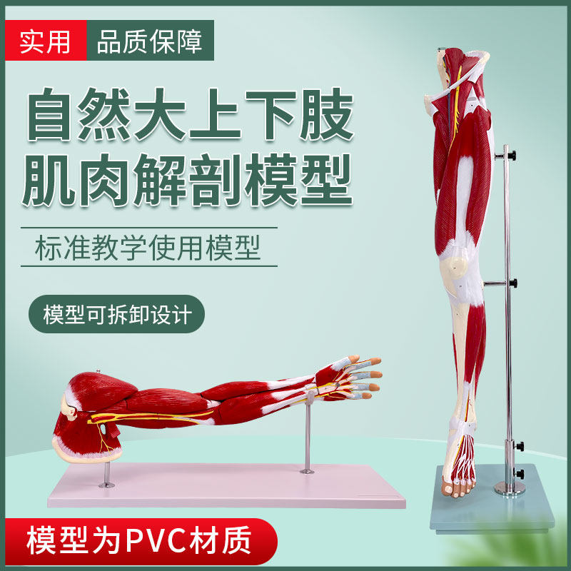 中华下肢肌肉解剖模型教学