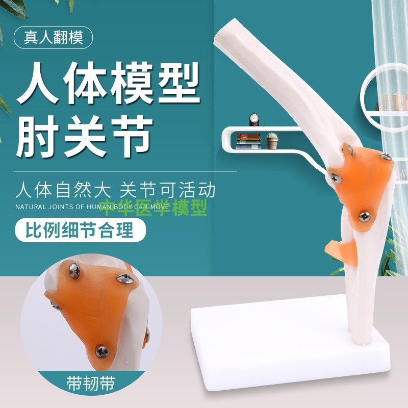 肘关节骨骼模型中华包邮