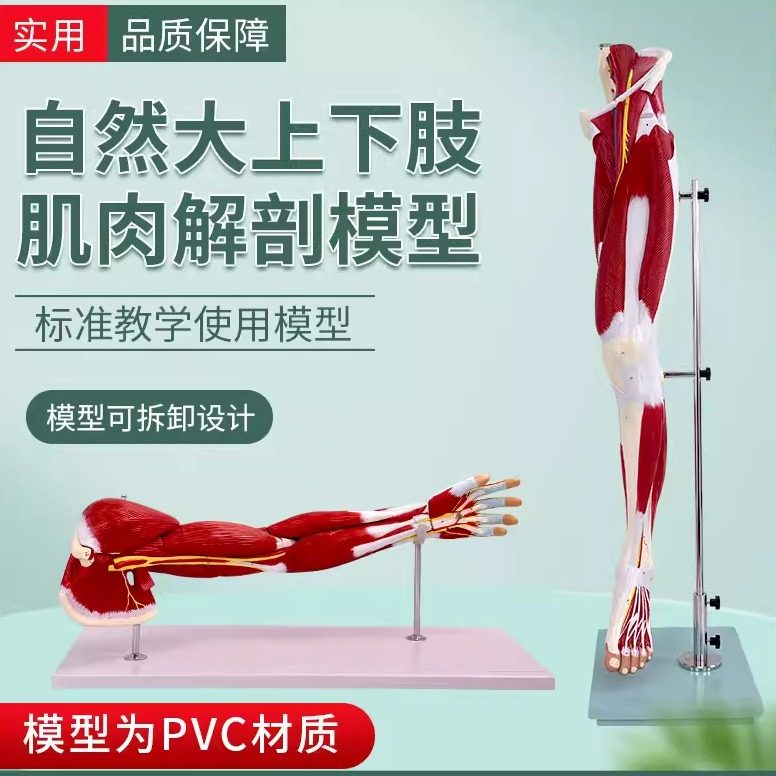 中华下肢肌肉解剖模型教学