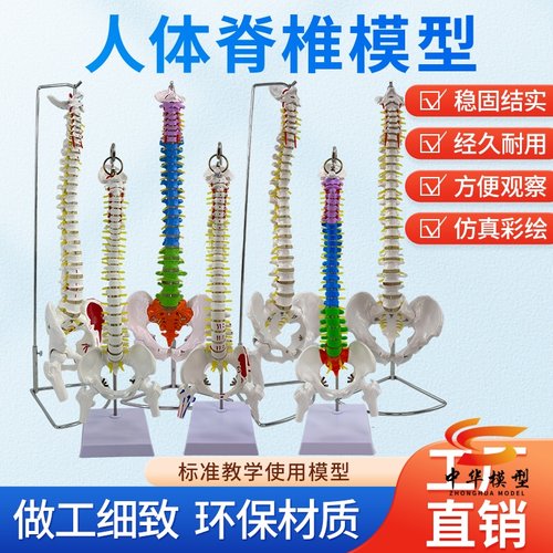 蓝蝶模型人体脊柱尾椎骨骼教具