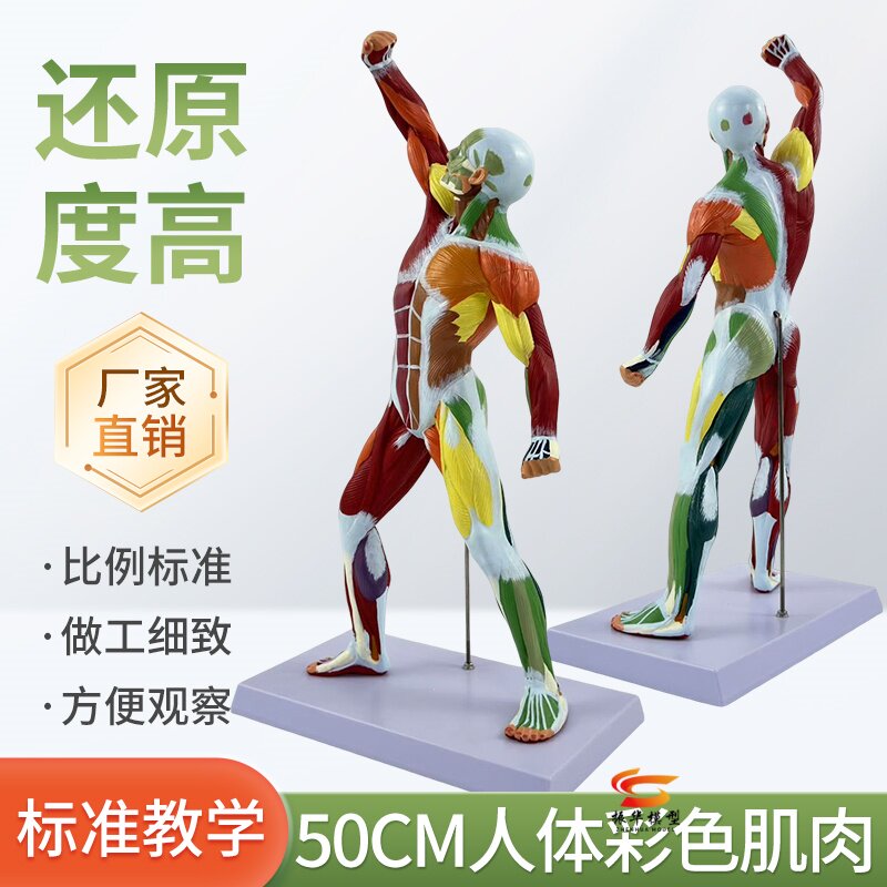 中华模型人体肌肉解剖教学