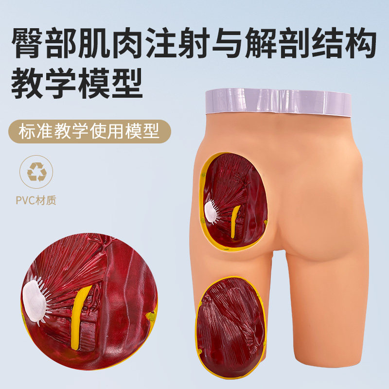 臀部肌肉注射与解剖结构模型
