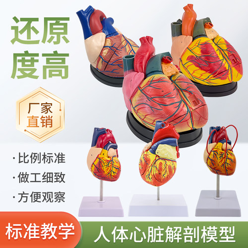 蓝蝶模型人体心脏解剖教具