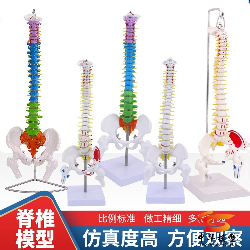 蓝蝶模型成人人体脊柱骨骼教学