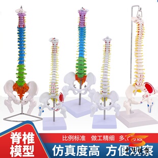 1:1人体脊柱模型成人正骨练习带颈椎腰椎椎间盘彩色脊椎骨骼模型
