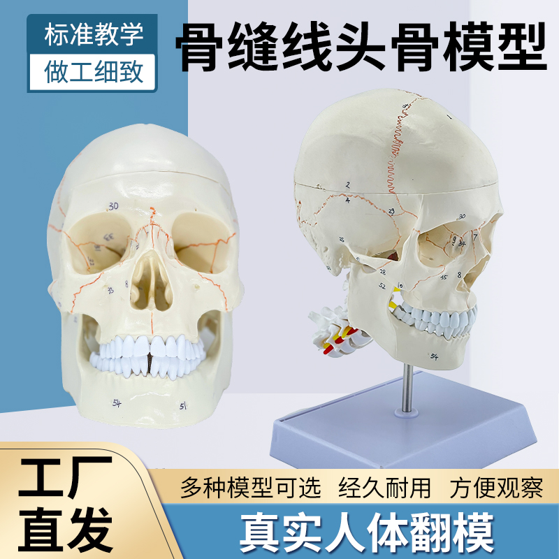 蓝蝶模型人体头骨解剖附脑