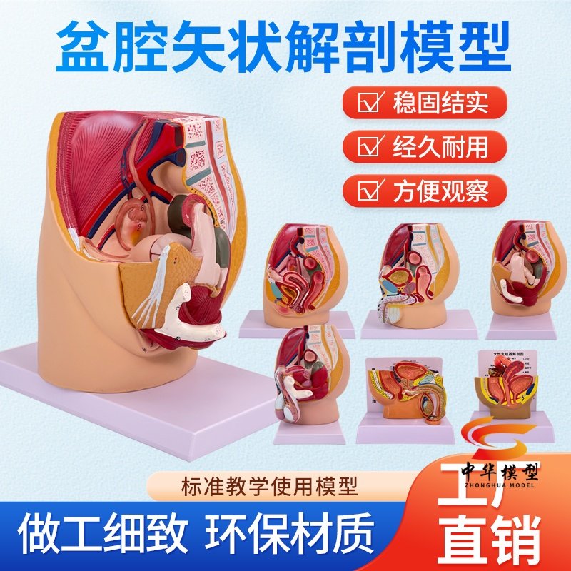 蓝蝶模型女性生殖泌尿解剖教具