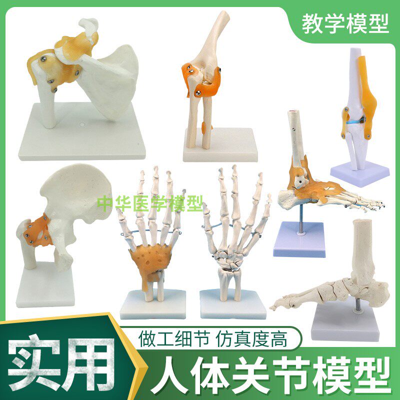 1:1正常大脚关节附韧带模型/跗骨间/跗跖/跖骨间/跖趾/趾骨间关节