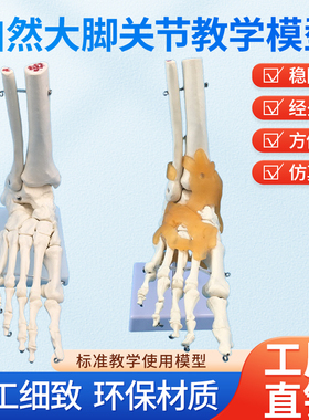 高端1：1脚关节展示模型 足关节 胫骨 腓骨 跗骨、跖骨和趾骨解剖