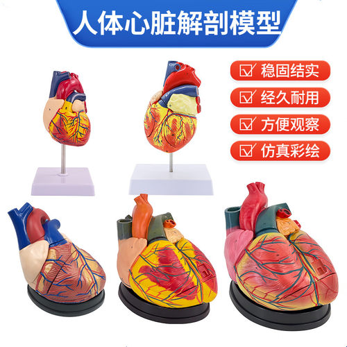 1:1人体心脏模型B超彩超声医学心内科心脏解剖教学模型自然大心脏 - 封面