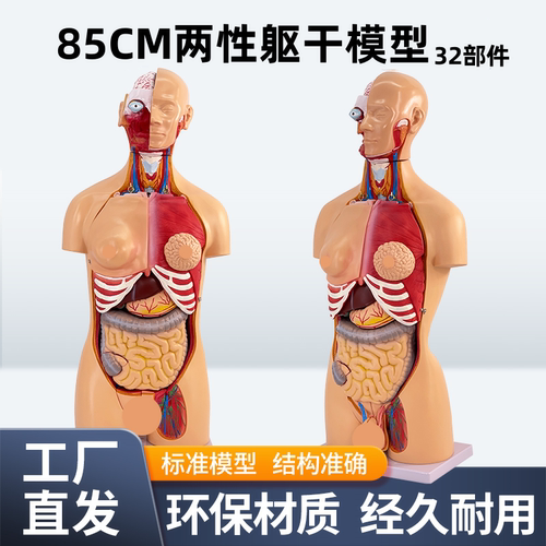 人体躯干 85CM两性躯干模型32件背部解剖人体躯干模型内脏解剖