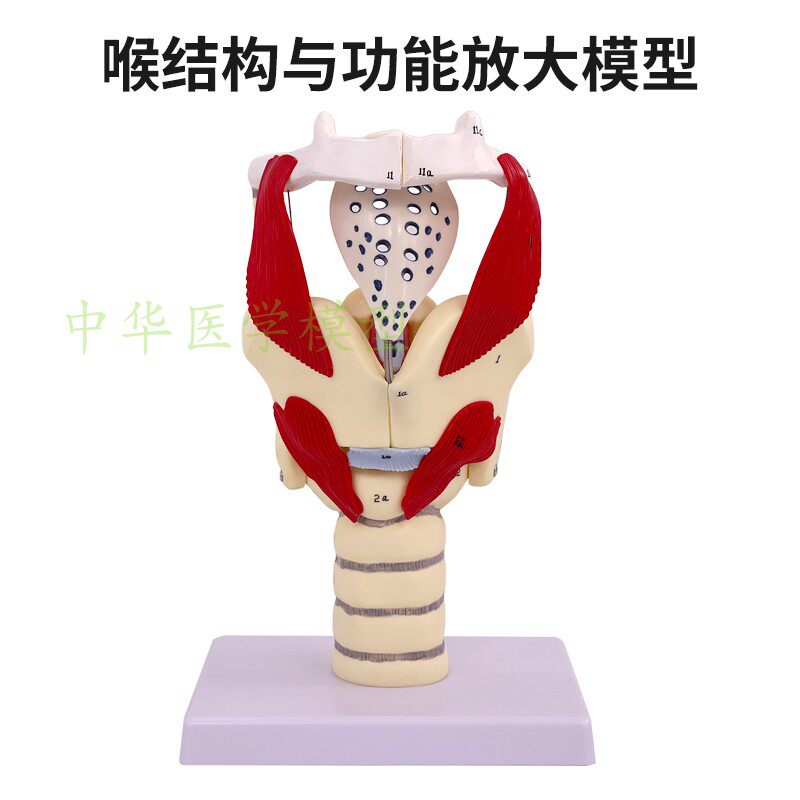 蓝蝶高级喉结构与功能放大模型