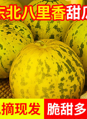 东北香瓜新鲜现摘陆地甜瓜八里香