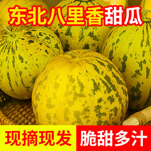东北香瓜新鲜现摘陆地甜瓜八里香
