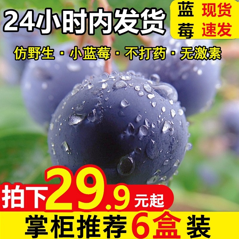 [Spot Sufa]blueberries Fresh fruit goods in stock pregnant woman fruit Season Alpine Blue Plum wholesalein the Aquatic meat/Fresh fruits and vegetables/Cooked , Fresh fruit , Blueberries  category - from Buy2taobao.com to provide professional Taobao agent buy service