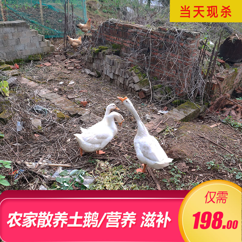 老鹅整只新鲜现杀大鹅肉6斤散养农家土鹅河边放养草鹅皖西大白鹅