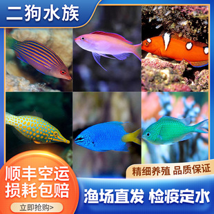 活体海水缸观赏鱼六线龙紫罗兰玉米炮弹白点红龙蒙娜丽莎龙青魔