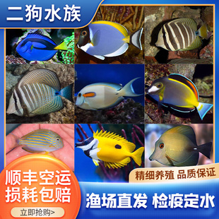 蓝吊粉蓝吊海水鱼观赏鱼大帆吊珍珠大帆吊黄狐狸吊 吊类活体顺丰