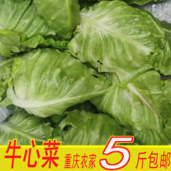 四川新鲜蔬菜牛心白菜包邮5斤尖头包心菜娃娃菜重庆食用包包菜