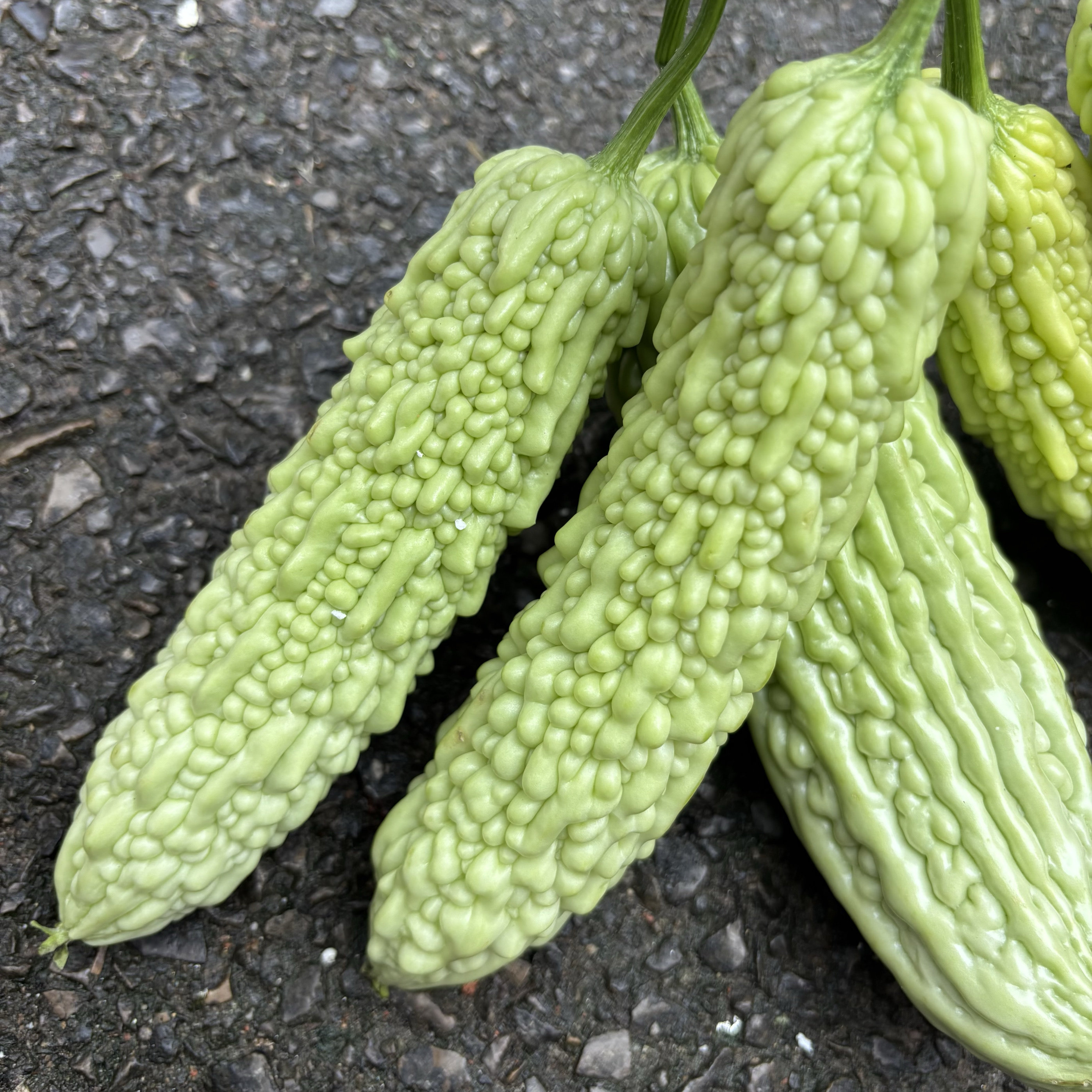 新鲜苦瓜当季时令农家蔬菜重庆苦瓜蔬菜组合露天本地老品种白苦瓜