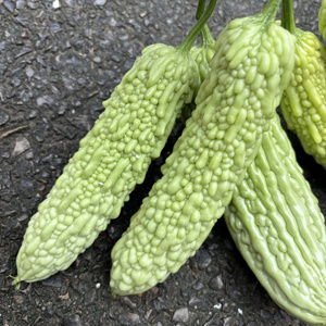 新鲜苦瓜当季时令农家蔬菜重庆苦瓜蔬菜组合露天本地老品种白苦瓜