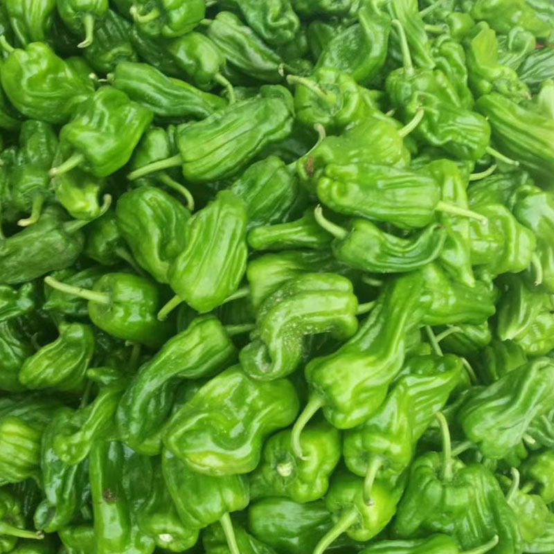 新鲜包邮重庆现摘虎皮椒应季蔬菜