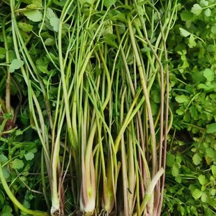 野生水芹菜新鲜野菜重庆绿色蔬菜1斤5斤现掐当季食用四川时令农家