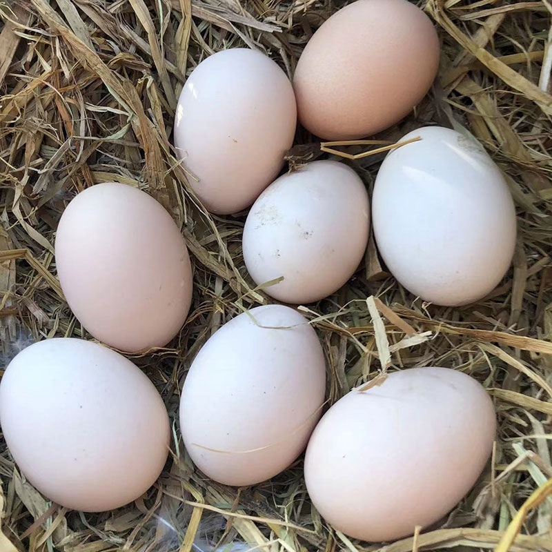 正宗农家土鸡蛋重庆特产