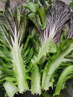 宽帮青菜可腌制酸菜鱼食用泡青菜新鲜芥菜农家菜5斤重庆大叶青菜