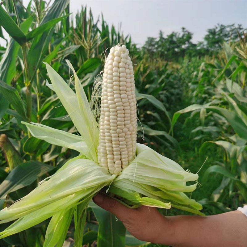 新鲜玉米现摘包邮重庆农家食材带壳玉米粒糯包谷白糯本地玉米棒