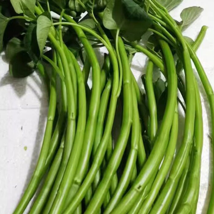 空心菜杆农家自种当季新鲜蔬菜