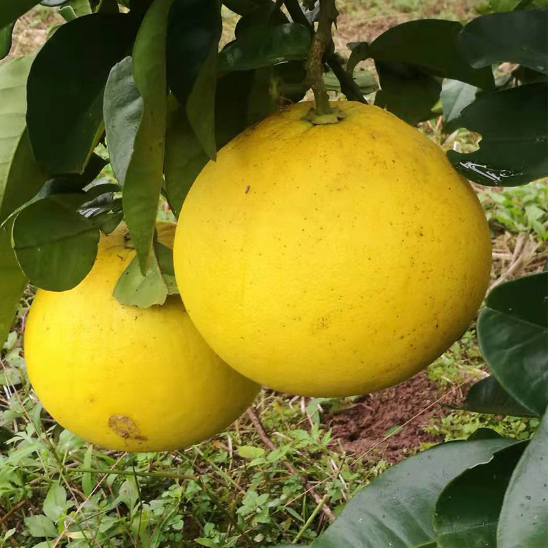 梁平柚子新鲜水果重庆农家特产孕妇当季白心平顶麻柚3斤大梁山柚,水产肉类/新鲜蔬果/熟食,柚子,淘宝优惠券,粉丝福利购,淘宝优惠卷