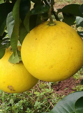 梁平柚子新鲜水果重庆农家特产孕妇当季白心平顶麻柚3斤大梁山柚