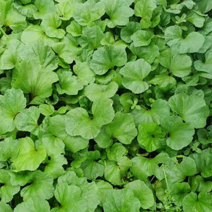 冬寒菜新鲜重庆农家菜产地直销2斤3斤露天冬苋菜绿色蔬菜马蹄菜