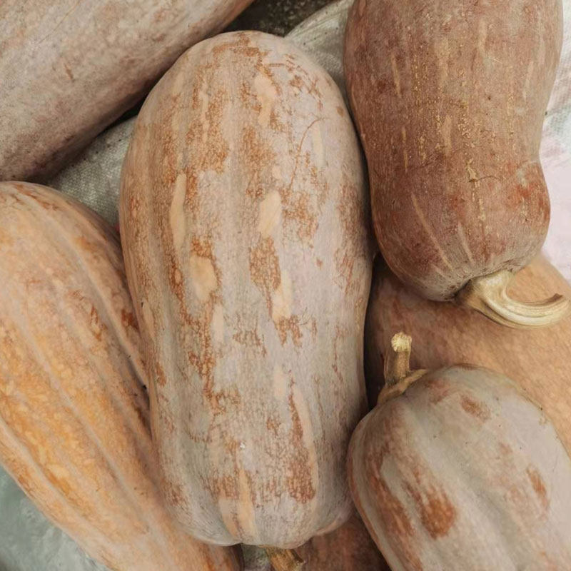板栗老南瓜重庆产地直销粉甜糯宝宝辅食农家自种新鲜菜5斤长南瓜