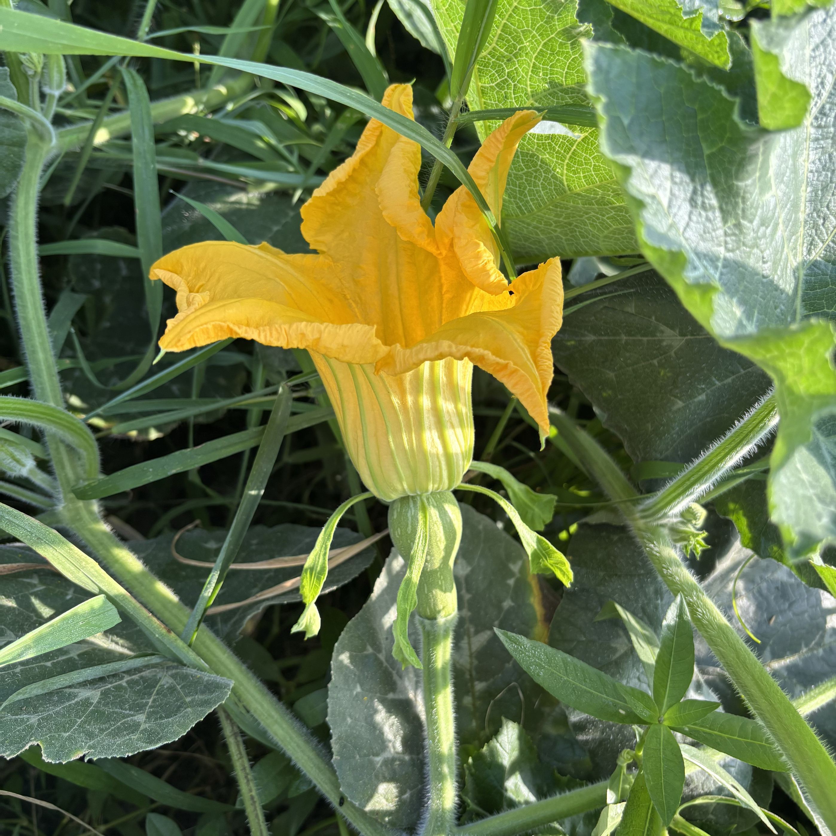 新鲜南瓜花重庆，当季蔬菜本地南瓜花