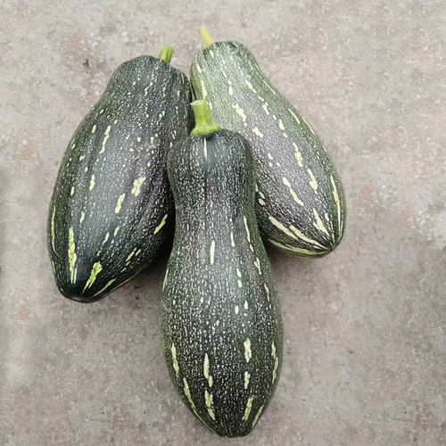 新鲜长南瓜农家自种板栗青皮南瓜