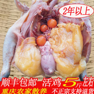 土鸡农家散养月子鸡整只活鸡走地鸡笨鸡粮食鸡山鸡柴鸡重庆老母鸡