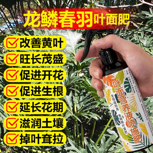 龙鳞春羽小天使水培专用营养液室内盆栽绿植物叶面肥水溶性花肥料