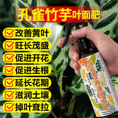 孔雀竹芋专用肥料绿植营养液叶发黄卷边焦边干档萎垂锈斑叶面肥料