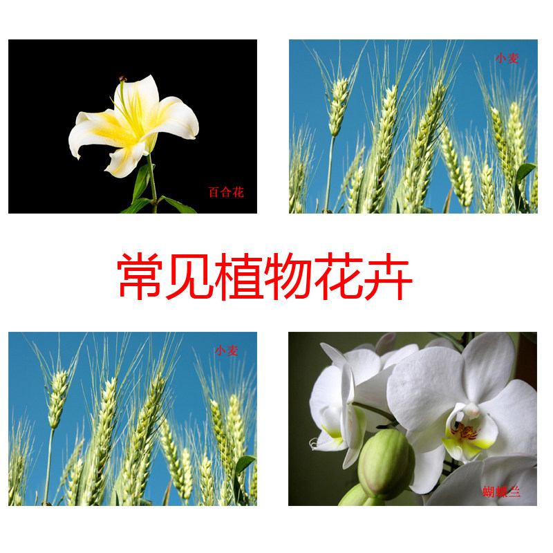 学龄前儿童植物花卉认知有图识字名词卡 aba训练卡 实操教具教材